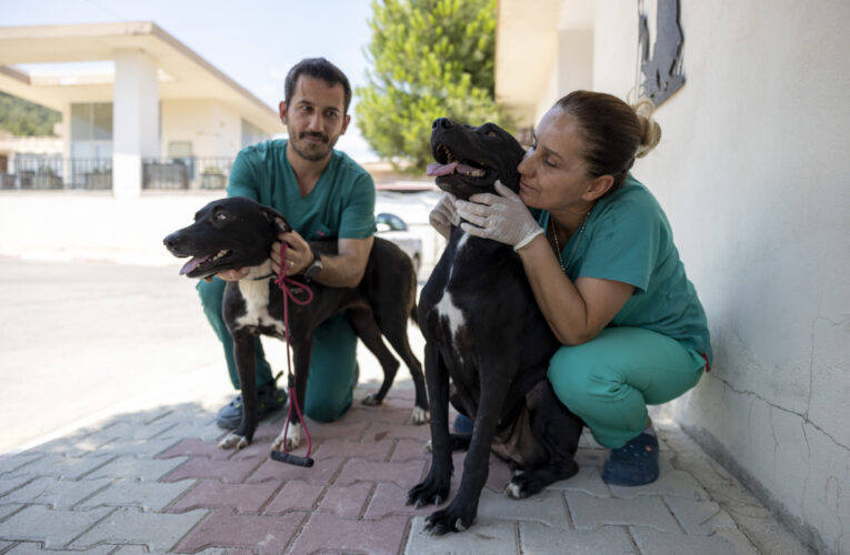 RÜZGAR VE ZEYTİN, BÜYÜKŞEHİR VETERİNERLERİNİN SEVGİSİYLE HAYATA TUTUNDU