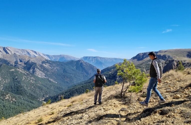 Bölge Müdürü Ataş Sedir Sahalarında İncelemelerde Bulundu