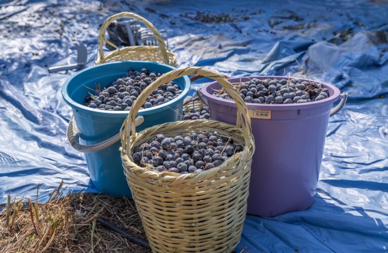 MEZİTLİ’DE HASAT EDİLEN ZEYTİNLER, KIZ ÇOCUKLARINA UMUT OLACAK
