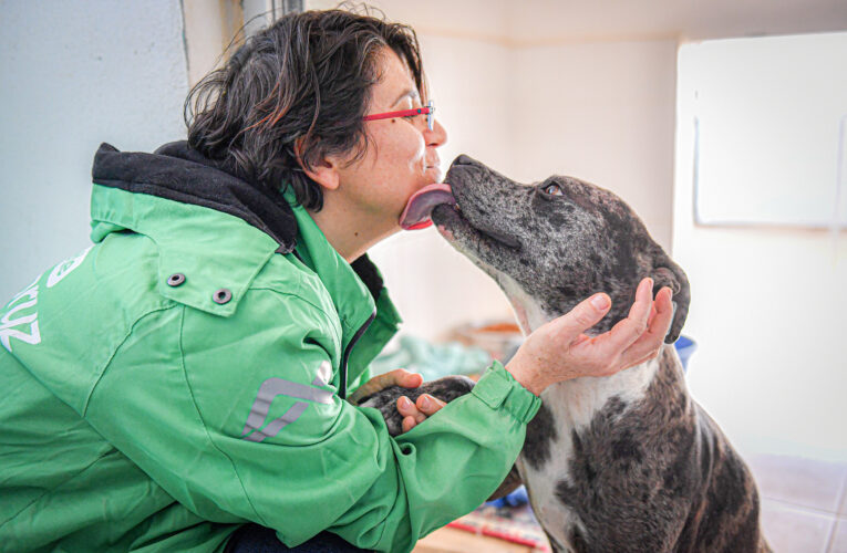 PATİLİ DOSTLAR BÜYÜKŞEHİR SAYESİNDE SAĞLIKLI VE GÜVENDE