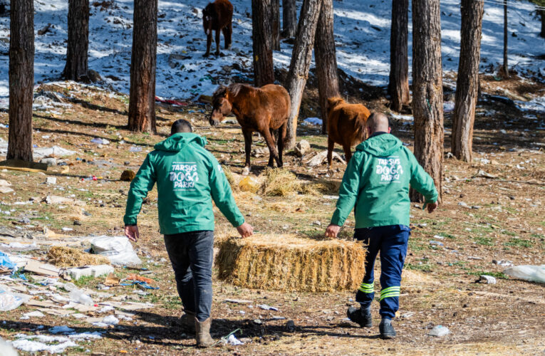 KARBOĞAZI’NIN YILKI ATLARI BÜYÜKŞEHİR’E EMANET