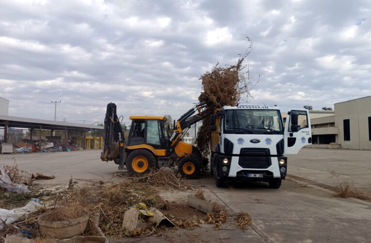Akdenizde Ağaçlara Sonbahar Bakımı